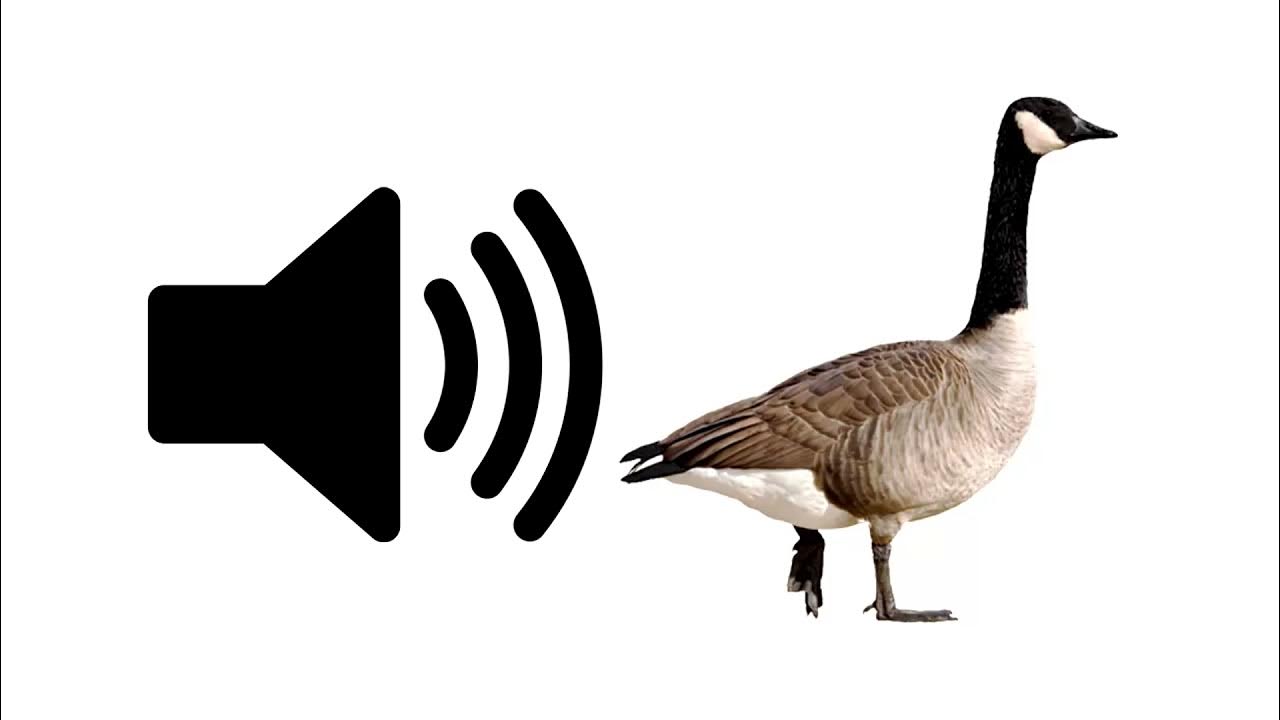 Goose Sound Effect ProSounds YouTube