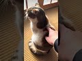 にゃくび