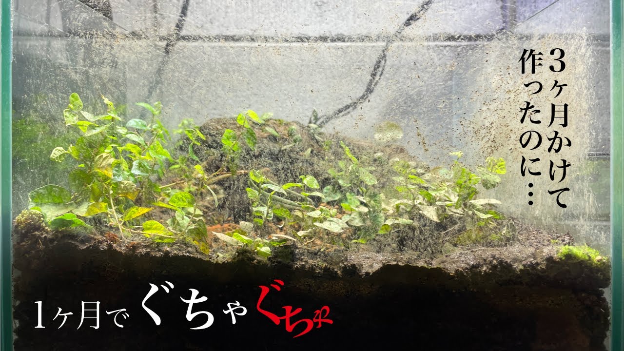 The frog tank I made over three months was finished in one month