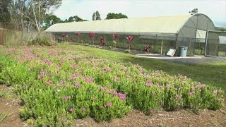 A Flowering of Success in Hawaii