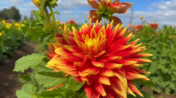 Swan Island Dahlias - Canby, Oregon  -   4K
