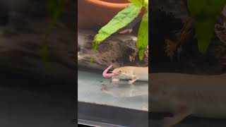 April 22, 2026 Bichir  feeding  #fish #fishtank