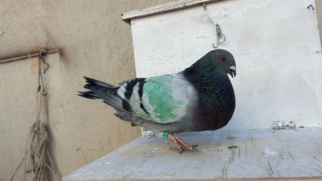 Ahí va el pichón de clase x valenciano va estirando