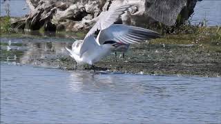 Caspian Tern doesnt Share