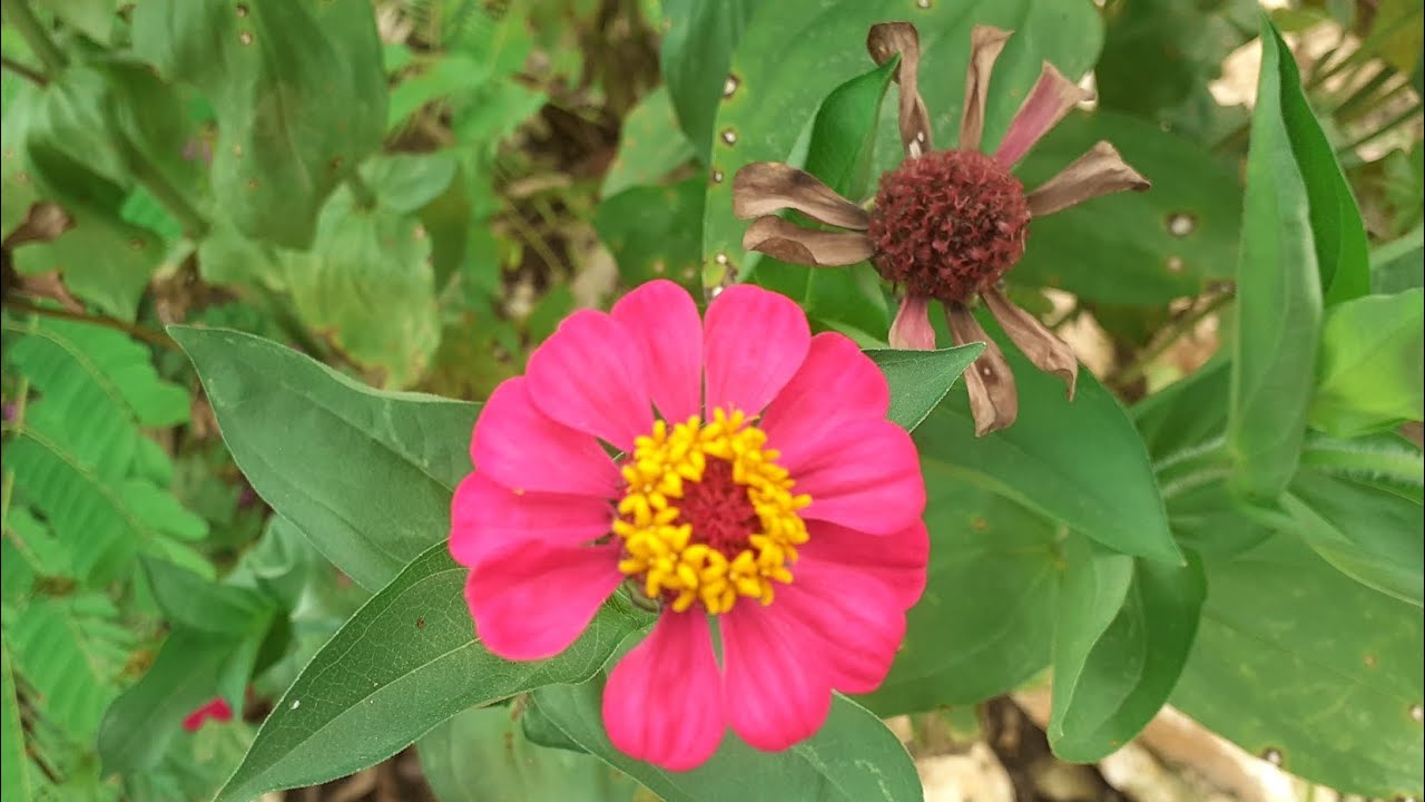 Harvesting Zinnia Seeds YouTube