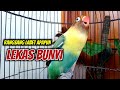 Pancingan Suara Burung LOVEBIRD NGEKEK PANJANG PALING DISUKAI, Perangsang LABET Apapun LEKAS GACOR