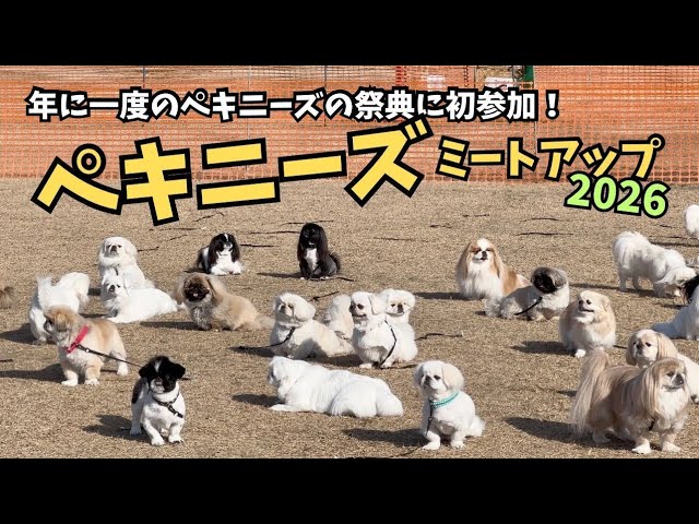 ペキニーズが集うペキニーズミートアップ2026に初参加！ペキまみれ
