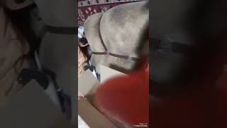 видео: Триммер аккумуляторный HT901 обзор картинка: Триммер аккумуляторный HT901 обзор