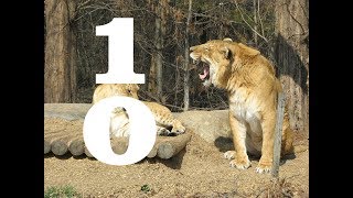 TOP 10 PRZERAŻAJĄCYCH ATAKÓW ZWIERZĄT NA LUDZI W ZOO [TopOfTheTop][StrefaX]