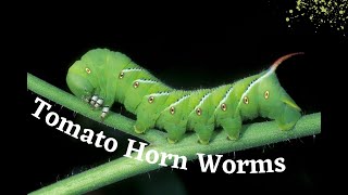 The BEST/EASIEST Way to Detect and Find Tomato Hornworms! by Good Honest Living 206 views 2 years ago 5 minutes, 36 seconds