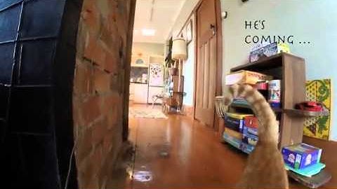 My cat likes to play fetch - AMAZING GoPro