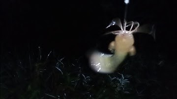 Câu cá rô đồng, trê vàng: điểm câu gì mà cá ục như cơm sôi.