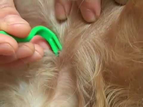 Video: Léky Na Klíšťata Pro Psy