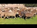 Best sheep breed in the world : Meatmaster Rams in Namibia