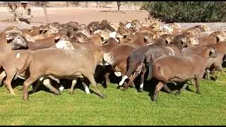 Best sheep breed in the world : Meatmaster Rams in Namibia