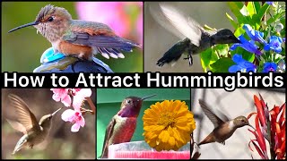 How to Attract Hummingbirds with Flowers & Hummingbird Feeder, EASY How to Make Nectar Recipe Food