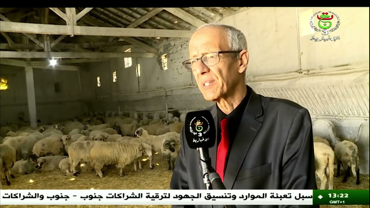 سطيف - عيد الأضحى | تواصل عملية بيع الأضاحي المستوردة