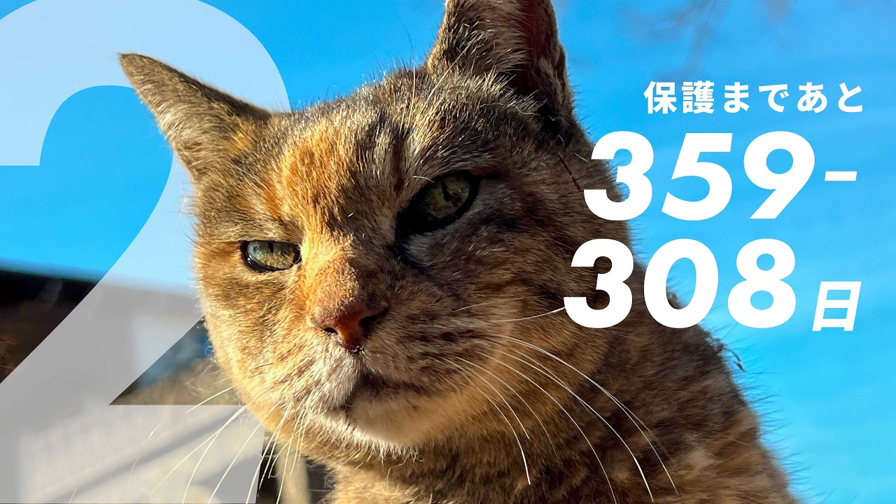 I Can Finally Pet Shabby!｜359–308 Days Until Rescue - YouTube