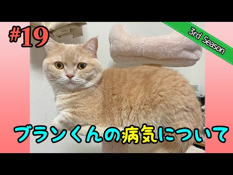 <3rd>#19 ブランくんの病気のお話【短足マンチカン・スコティッシュフォールド】