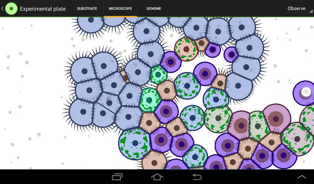 Parasite lab. анкилостома (ancylostoma duodenale). Parasite lab.