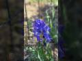 Wow! Look at these iris flowers blooming.