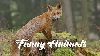 Cute and Funny Pets and Wild Animals by Funny VideoZ 4,150 views 6 years ago 2 minutes, 9 seconds