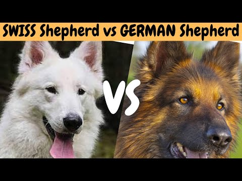 German Shepherd Dog vs Swiss White Shepherd Dog!