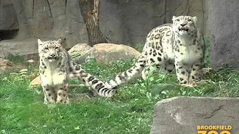 Video 6901091: snow leopard, domestic house cat, african lion, cat fish, tiger, big cat