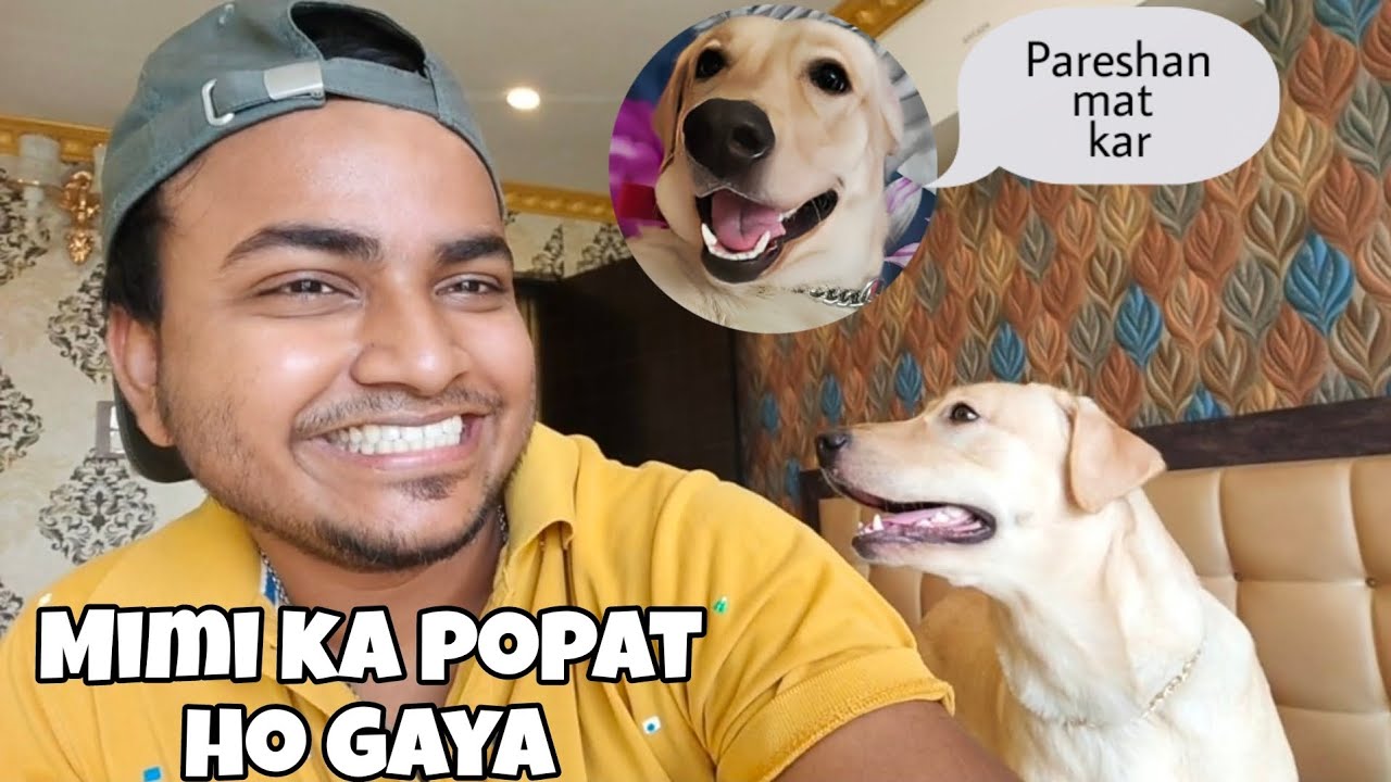 Cute Labrador Dog Mimi ka ho gaya Popat Fun with my Labrador dog