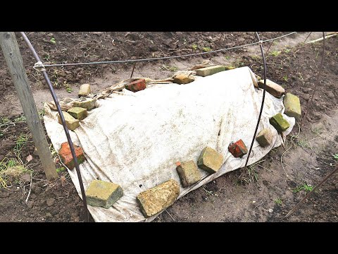 Уникальный способ защиты роз от морозов и оттепелей зимой! Как защитить розы от выпревания зимой?