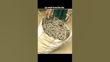 यह इंसान चूहे का पुँछ इकट्ठा क्यों करता है?🤔🐀