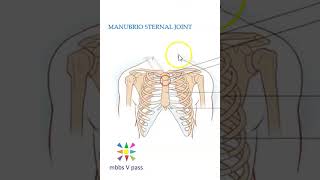 Anatomy Thorax 220 Manubriosternal Joint Sternum Sternal Angle Louis Viva