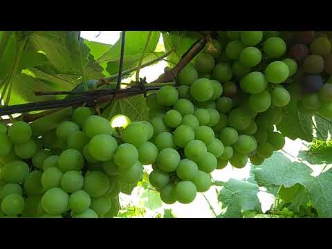 Vídeo: Kalimagnesia: Composição Do Fertilizante Kalimag, Aplicação Para Rosas, Tomates, Uvas E Outras Plantas, Instruções De Uso
