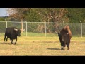 Longhorn and American Buffalo at fence