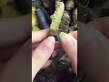 This is one way of peeling the skin by rotating it, done by a creative person.#viral