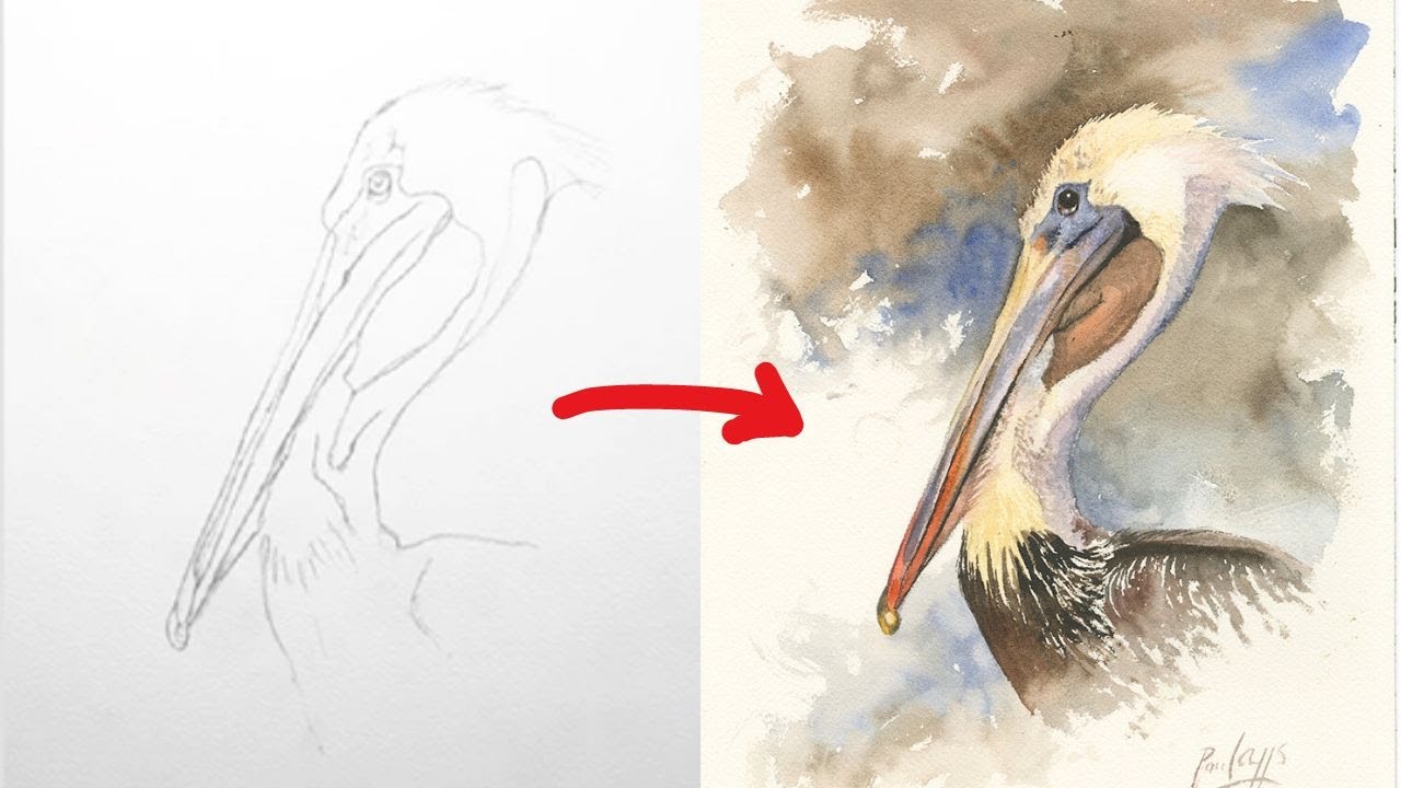 How to Paint a Pelican in Watercolour YouTube