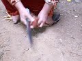 ذبح ديك بلدي 