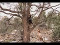 Mountain Lion treed and freed with hounds in Utah. Hound Hunting