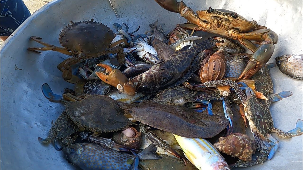 Mud Crabs & Blue Crabs Net Fishing | Catch & Cook - YouTube