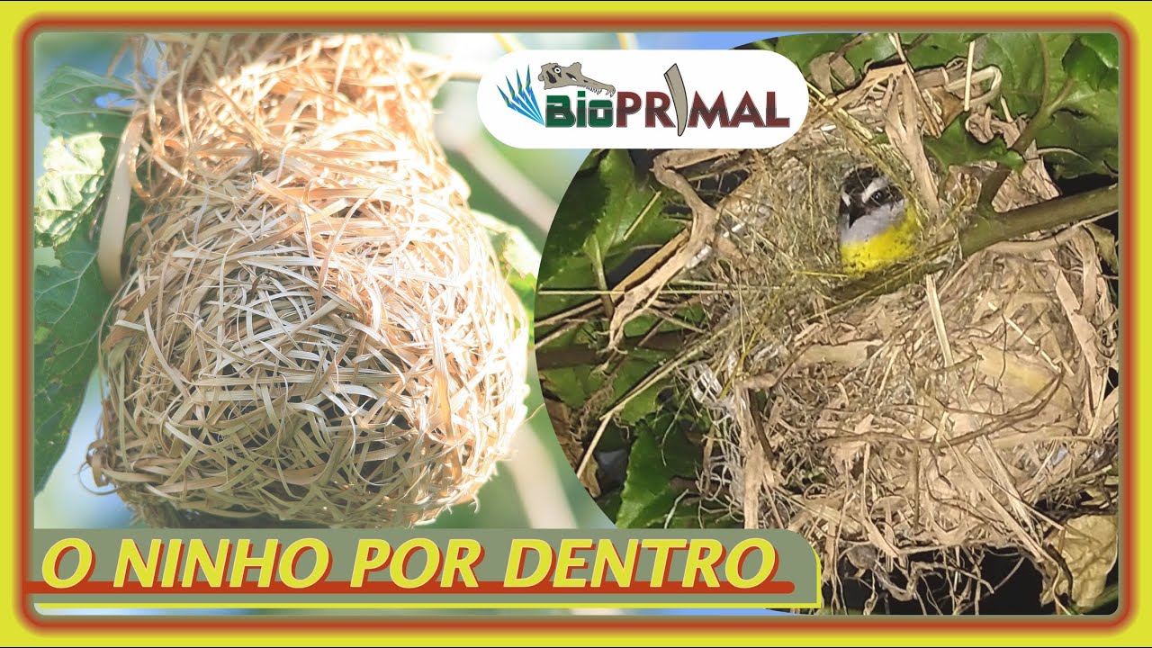 COMO É O NINHO, por dentro { #Educos }[ Cambacica ]( Camadas internas ) Biologia Ciência Ornitologia