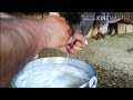 Cow milking | vlog | village life secrets |