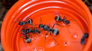 Polyrhachis dives  nadrzewne mrówki PRZĄDKI  + ZIMOWANIE moich koloni