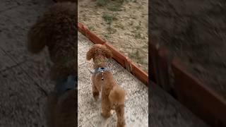 Kedilerden Korkup Kaçan Köpek Yapmışlar