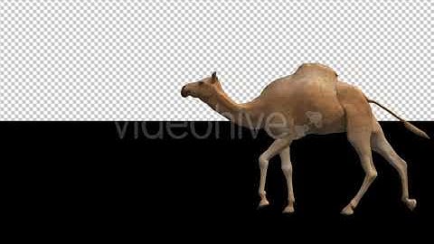 Camel Moving | Motion Graphics - Envato elements