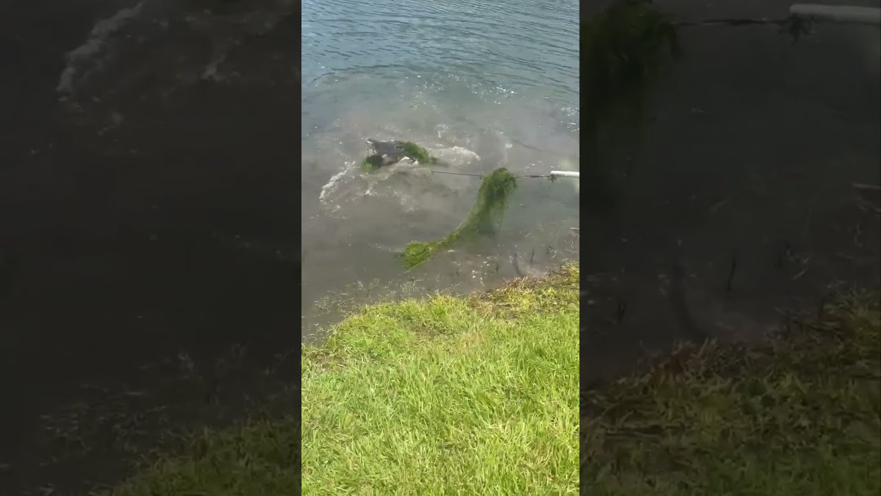 This Alligator Was Being Fed And Charged A Wildlife Officer 10ft Gator Florida