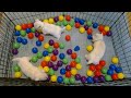 Westie Puppies Livestream - 43 day old puppies playing in ball pit
