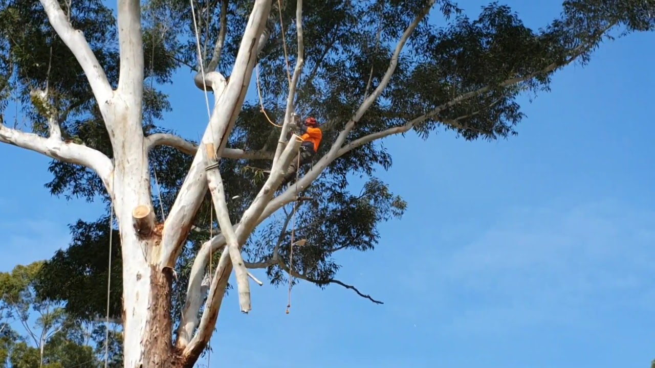 Professional Tree Surgery Sunshine Coast - YouTube