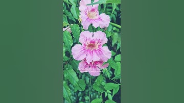فاصبر صبرا جميلا 🍂| الآية 5 من سورة المعارج تبعني لكي ترى المزيد 🌺🙏♥️