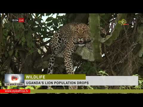 UGANDA'S LION POPULATION
