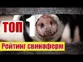 Найбільші свиноферми України | ТОП 10 свиногосподарств | Куркуль